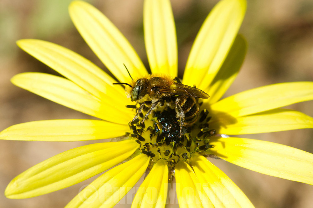 Osmia caerulescens © Curro Molina